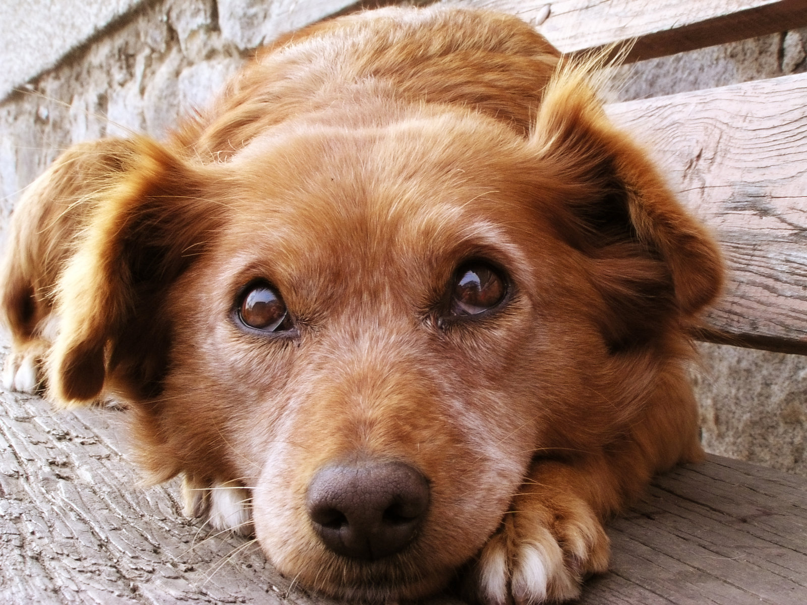 Pet.Lovers | Μια πρωτοβουλία για τα αδέσποτα που χρειάζεται μιμητές