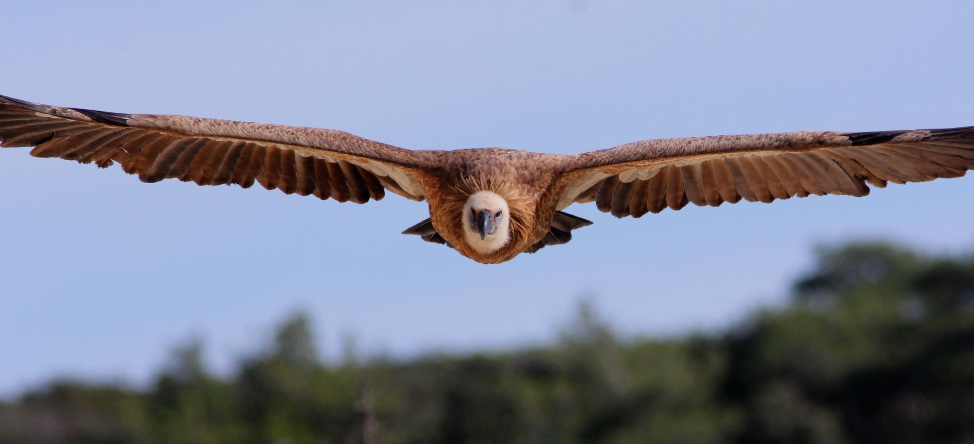 7+1 χαρακτηριστικά του άντρα Γύπα