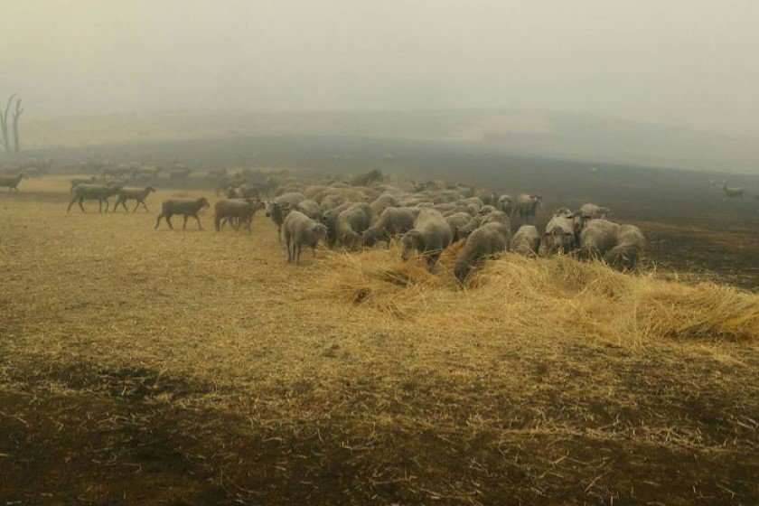 Η σκυλίτσα που έσωσε ένα κοπάδι πρόβατα από τις πυρκαγιές στην Αυστραλία είναι η ηρωίδα της ημέρας μας!