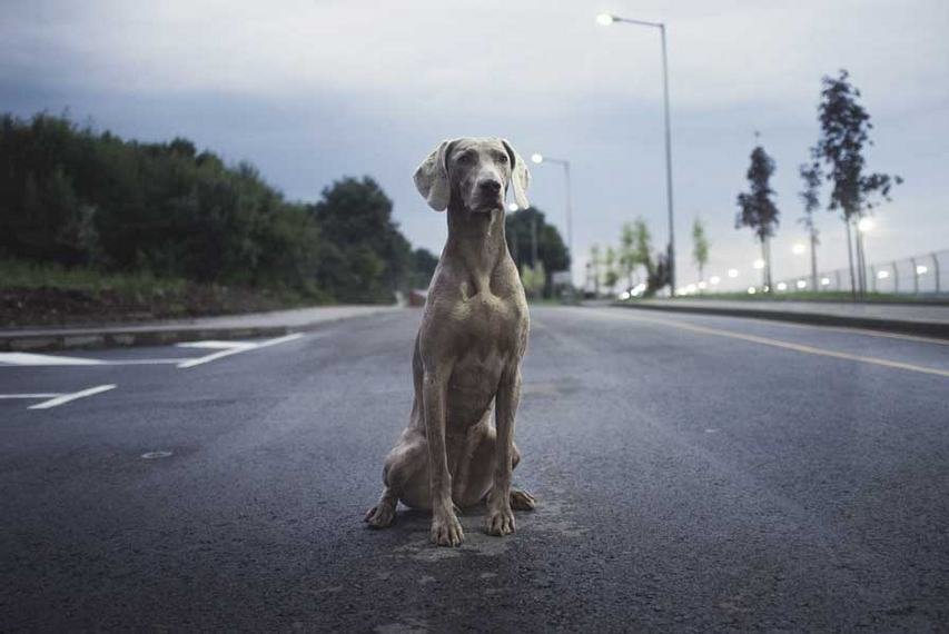 Υπάρχει μια καλλιτέχνιδα που δίνει φωνή στα κακοποιημένα ζώα αυτού του κόσμου