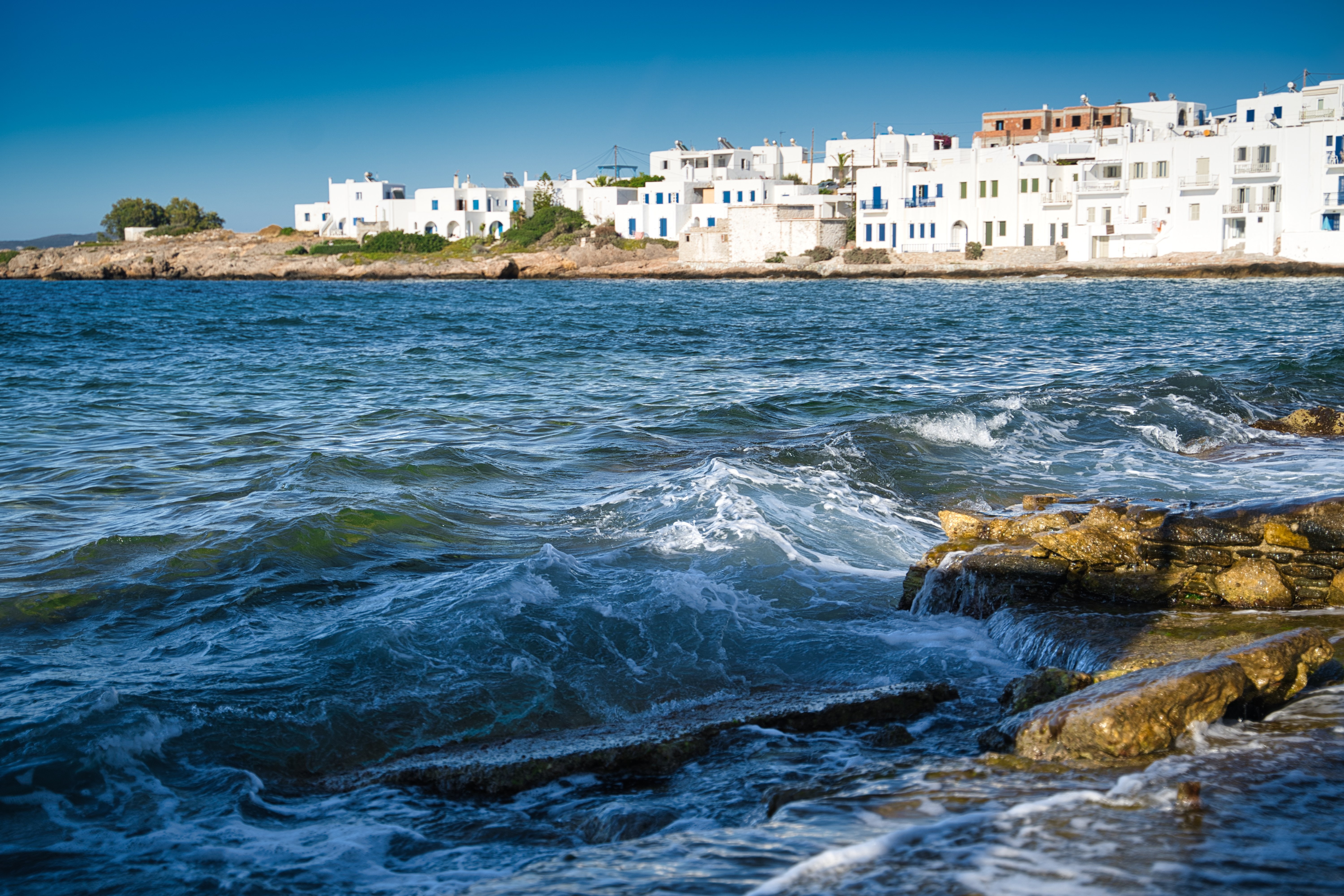 Κτηνωδία στην Πάρο: Σταύρωσαν κοράκι και το άφησαν σε δημόσια θέα